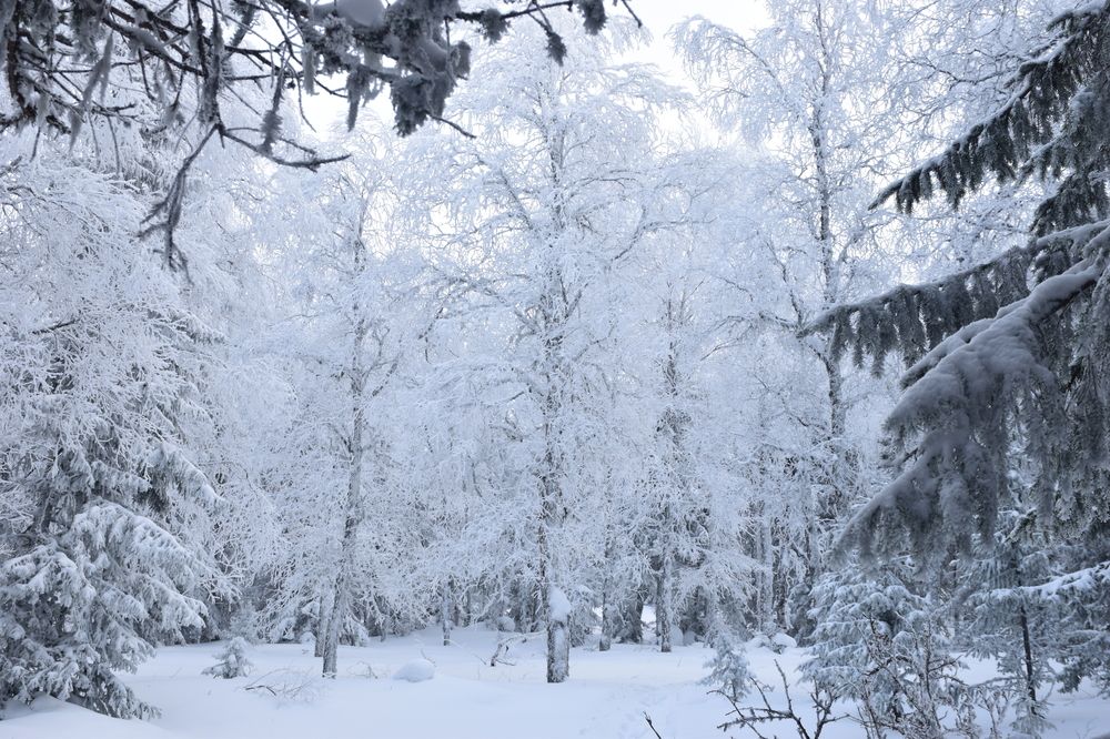 Photograph by Ирина Шабанова