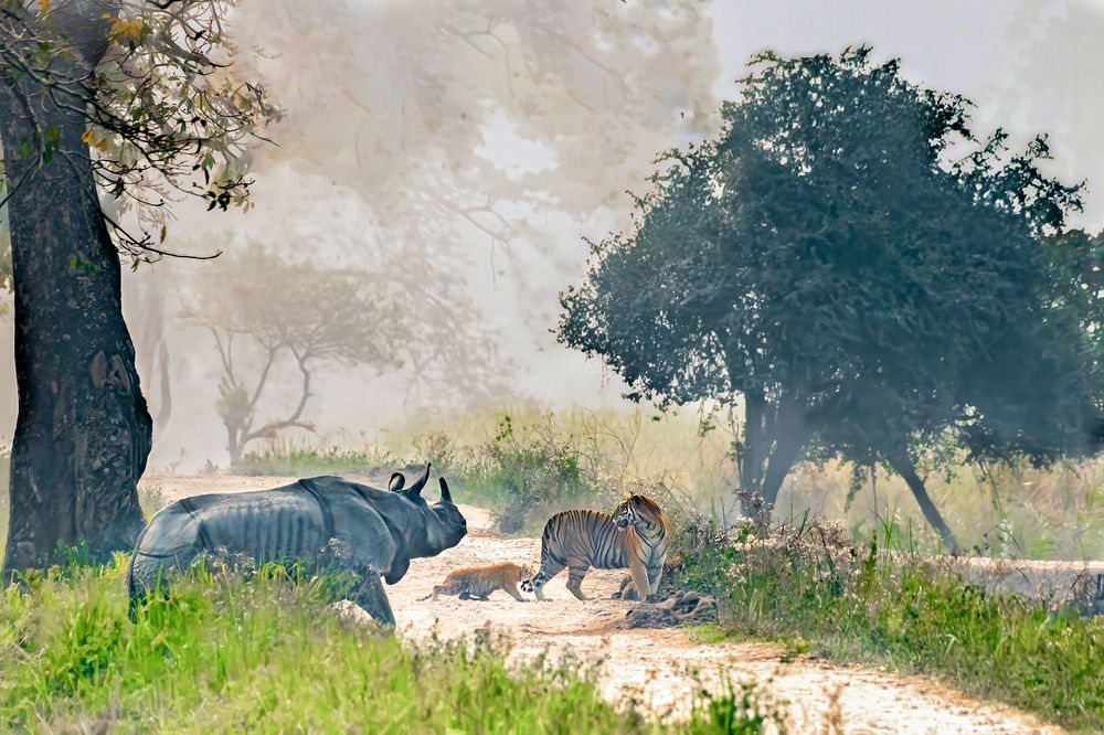 A encounter of a Royal Bengal Tiger