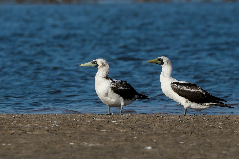 Masked booby