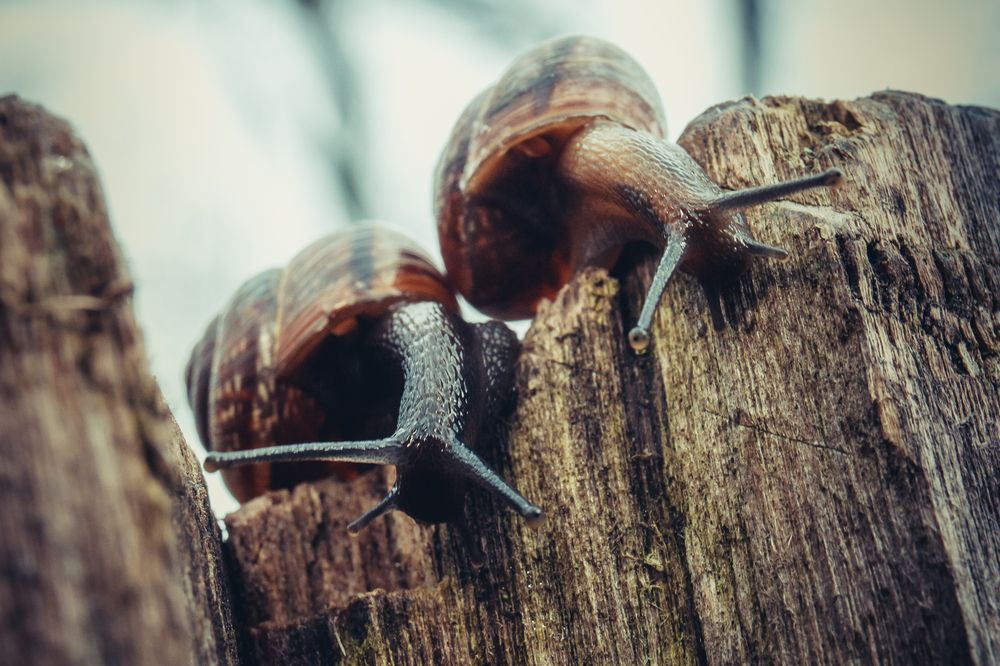 Photograph by Максим Светличный