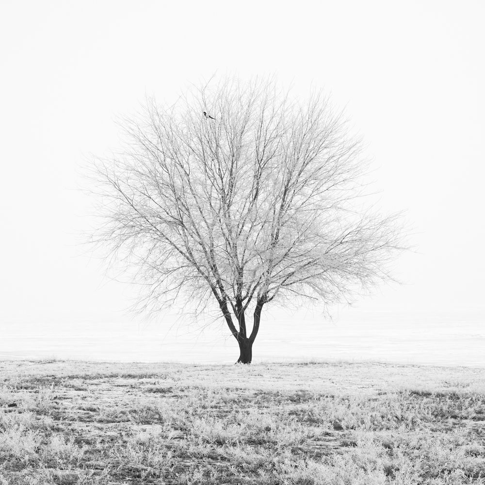 Двухцветное утро