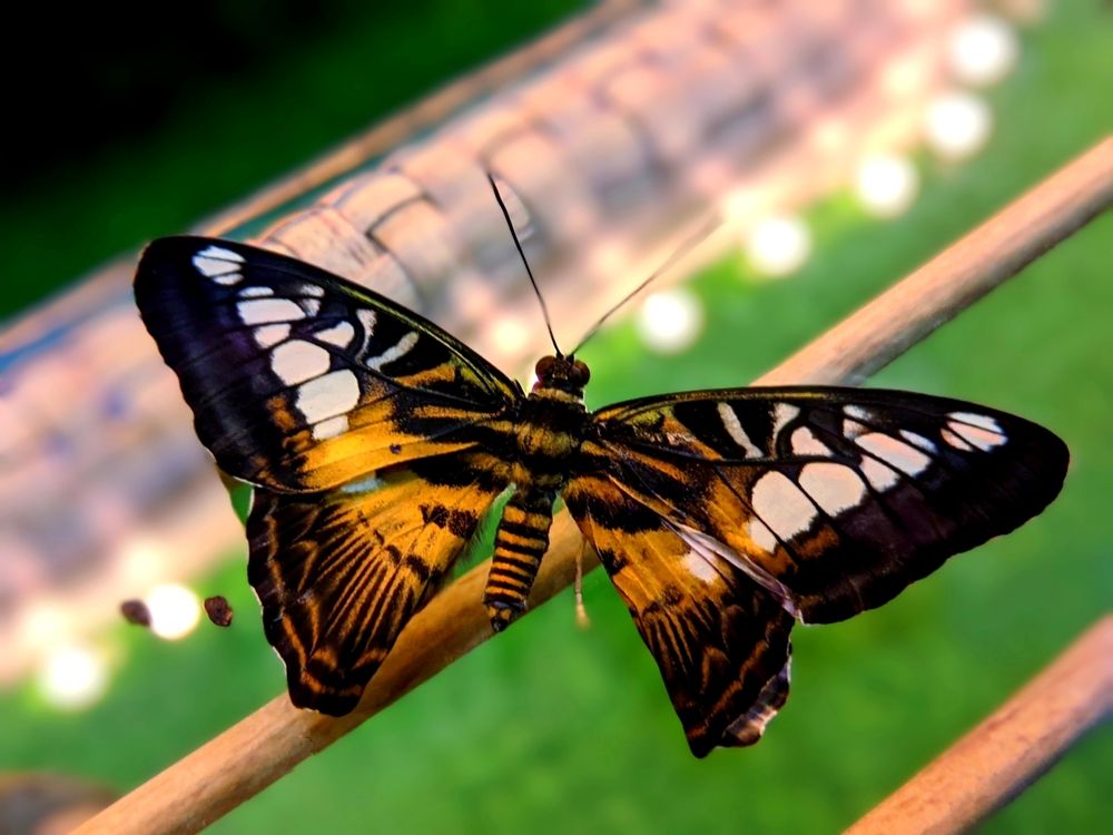 Фотография автора Андрей Павловский
