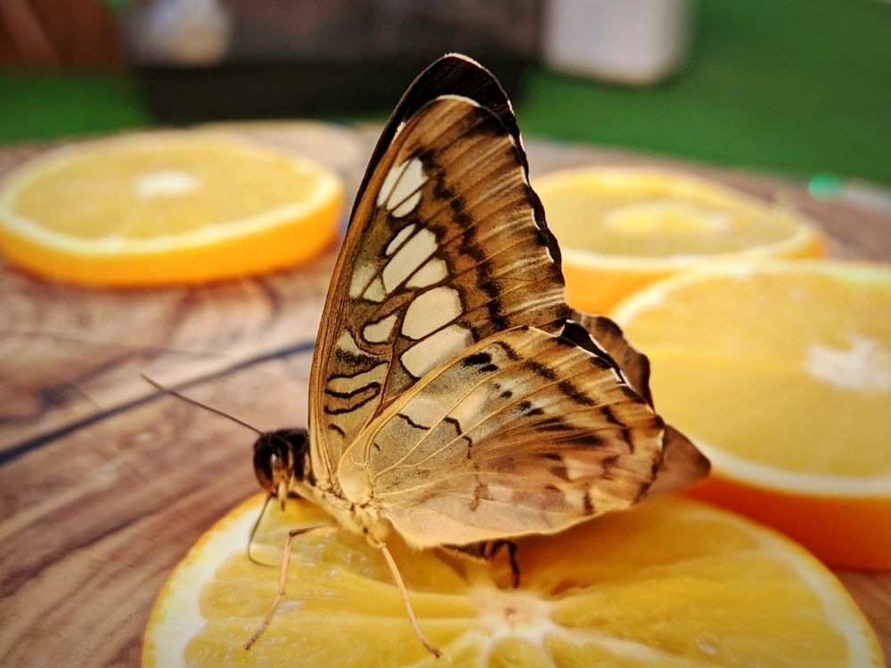 Фотография автора Андрей Павловский