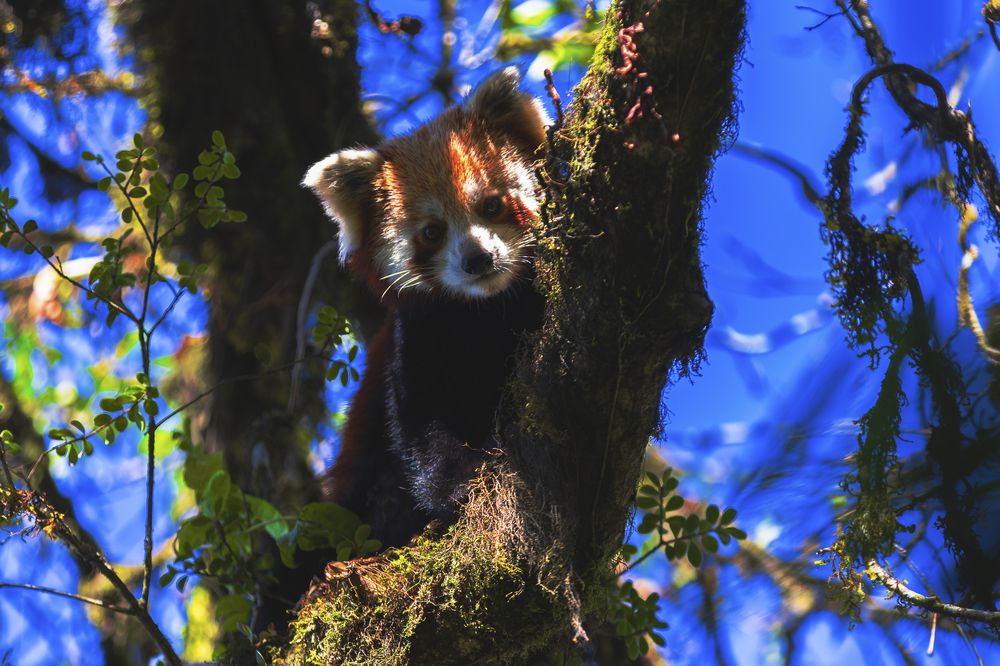 Photograph by Abhisek Acharya