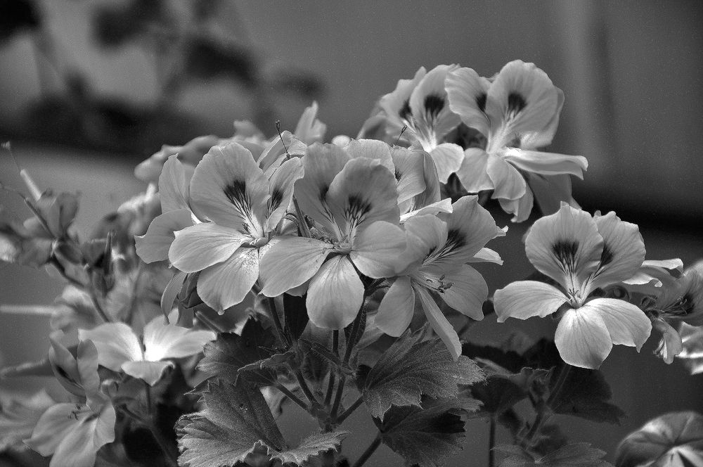 Photograph by Людмила Низова