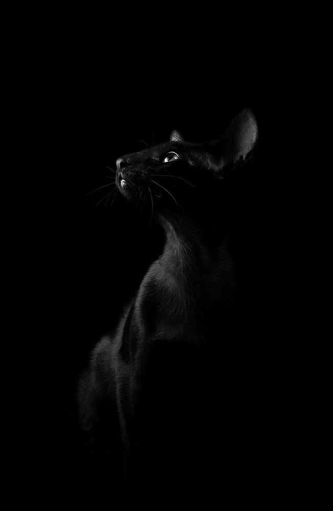 Photograph by Альвина Кузнецова