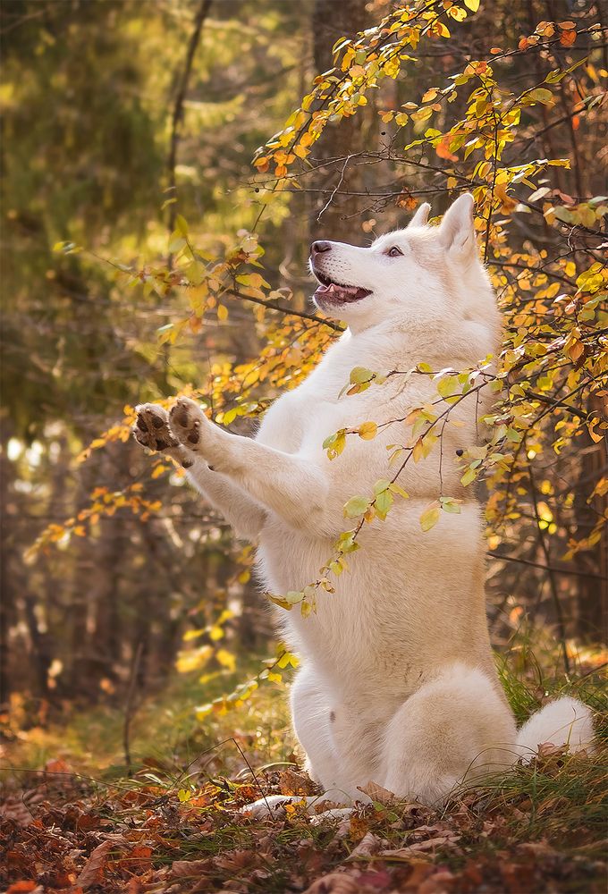 Photograph by Виктория Мамаева