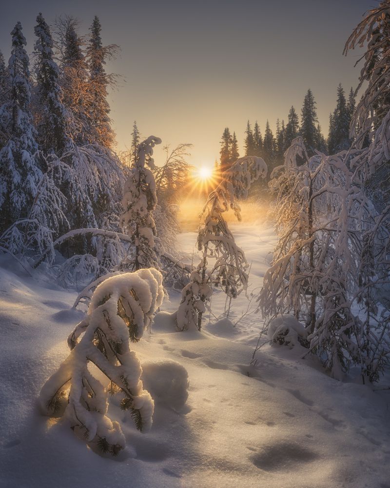 Фотография автора Медянцев Дмитрий
