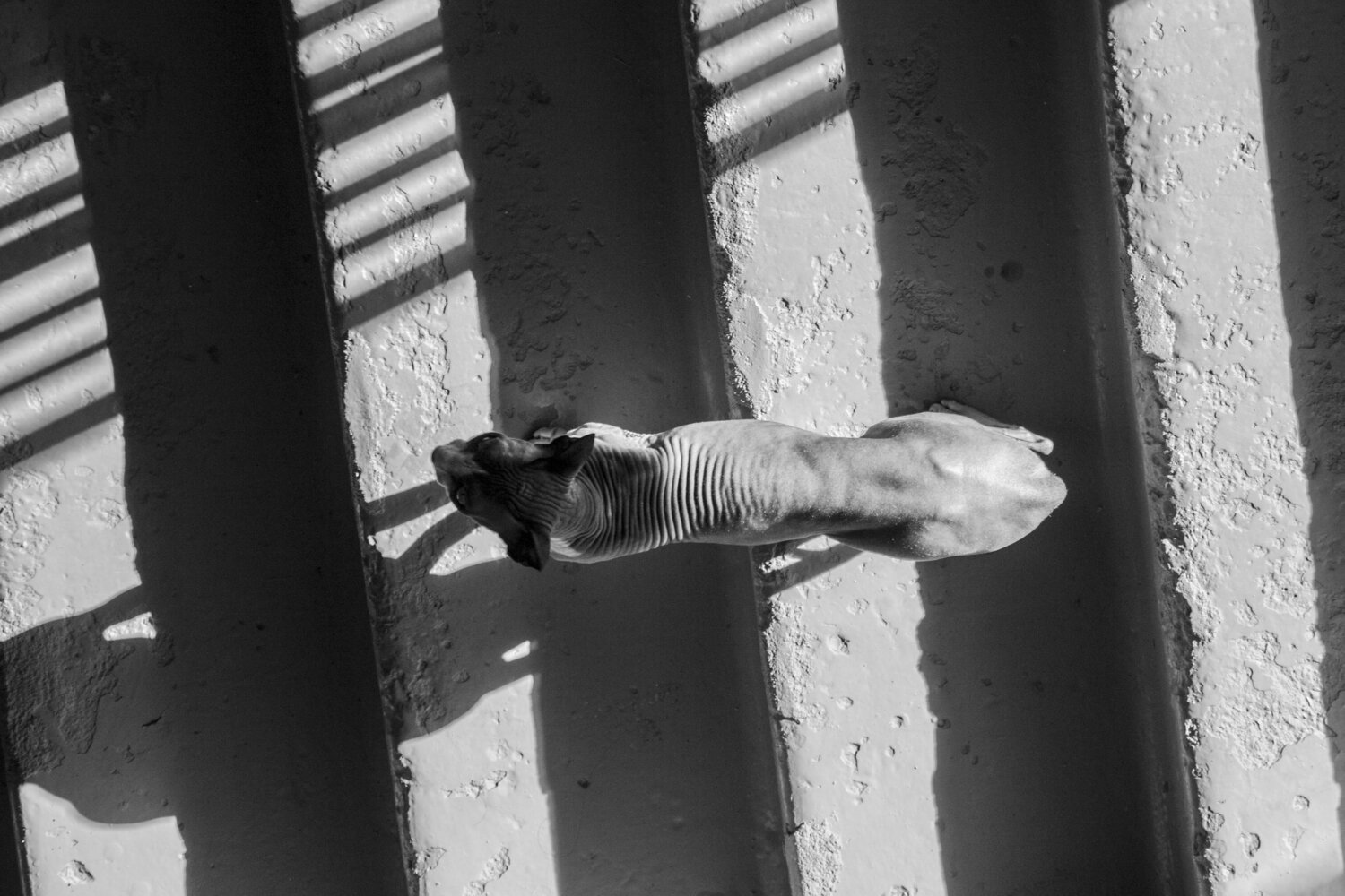 Photo #11936826