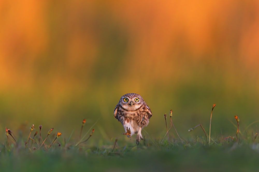 Photograph by Фруман Евгений