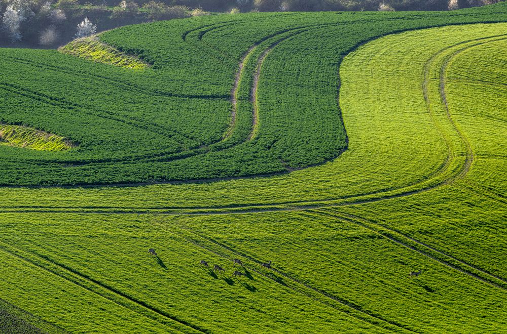 Линии полей.Моравия