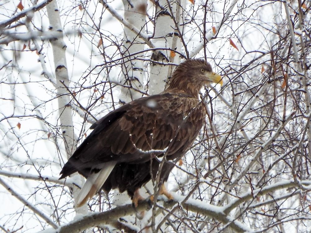 Photograph by Евгения Антропова