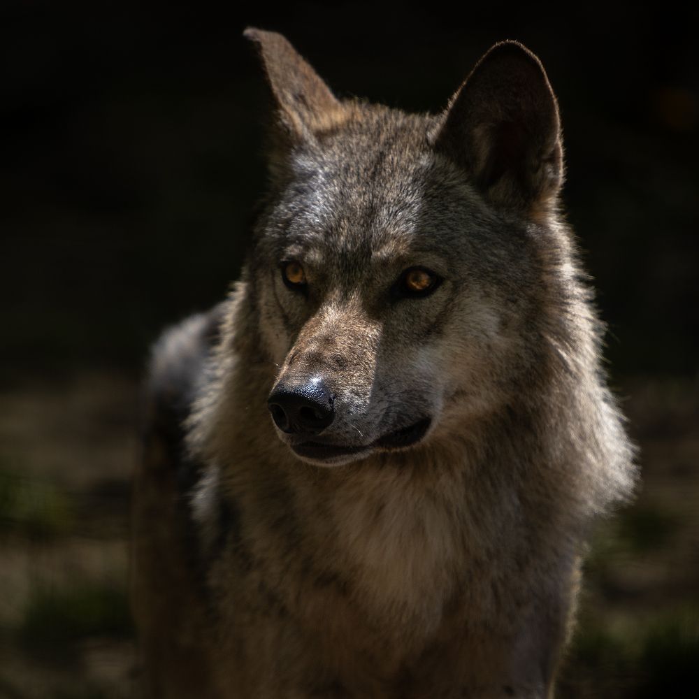 Photograph by Yuri Merkulov