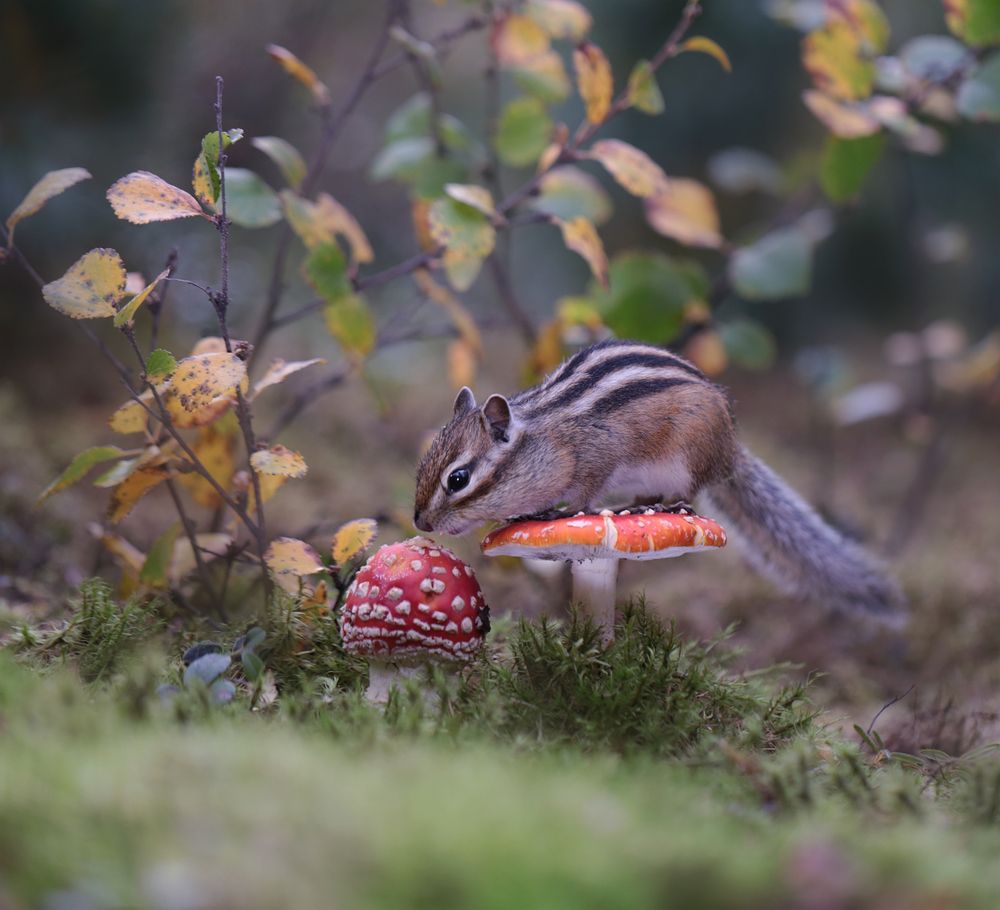 Photograph by Евгения Левина