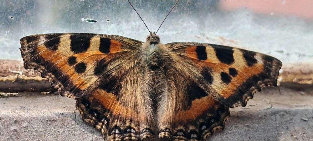 Фотография автора BIBEK chettri