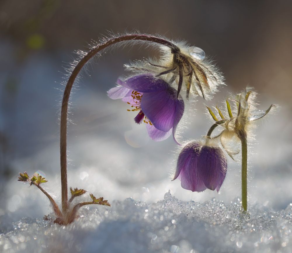 Photograph by Евгения Левина
