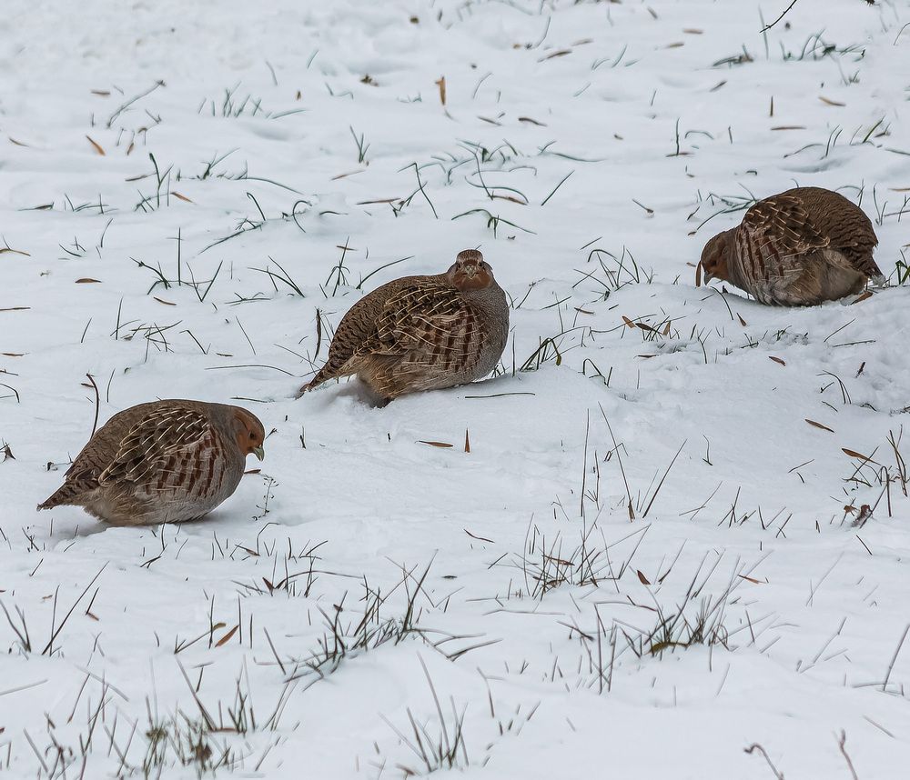 Photograph by Victor Shaposhnikov