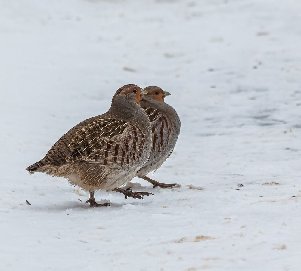 Photograph by Victor Shaposhnikov