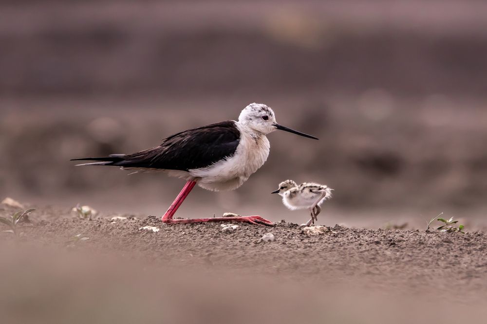 Мама и малыш :)