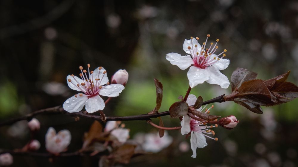 Photograph by Бравичева Анастасия