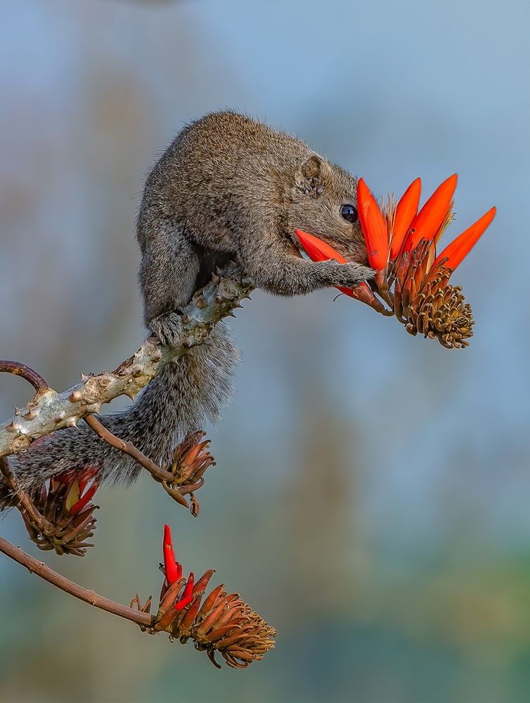 Photograph by Md Rezwan