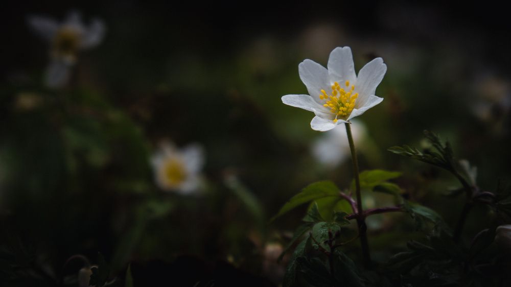 Photograph by Бравичева Анастасия