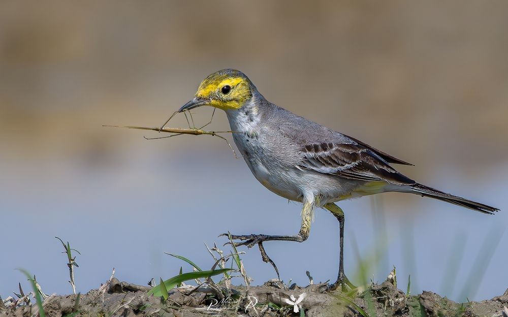 Photograph by Md Rezwan