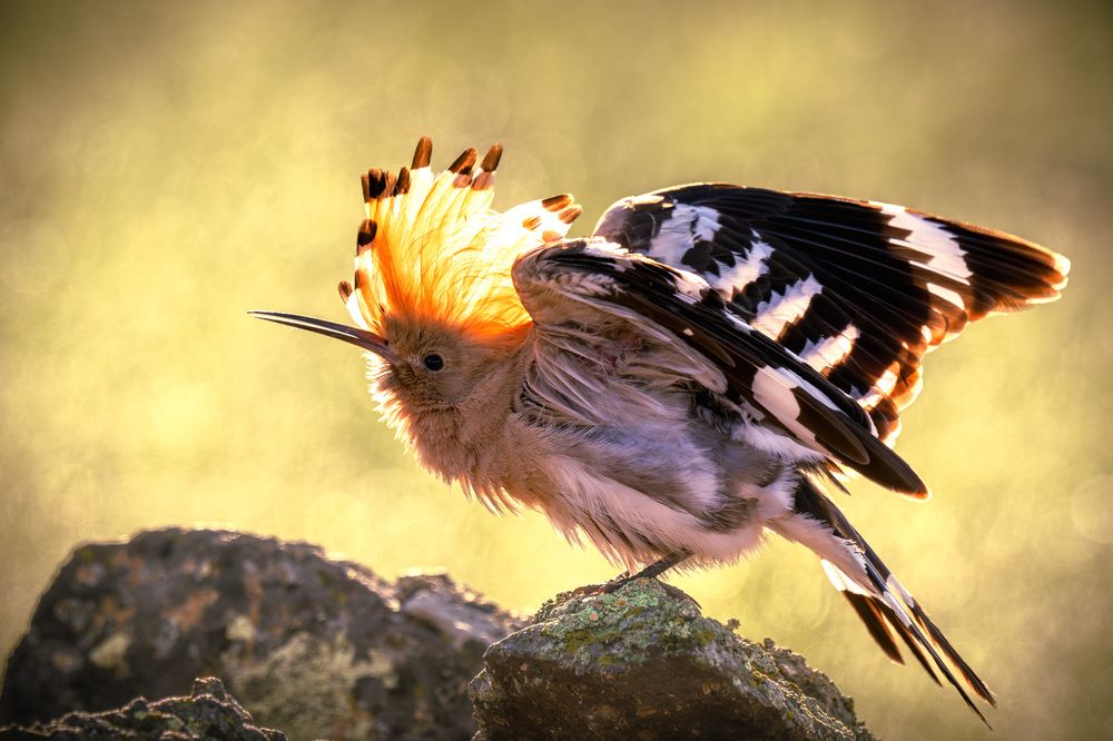 Огненный удод