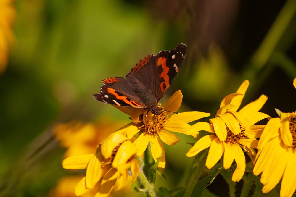 Photograph by ЕЛЕНА Рохо-Фернандес