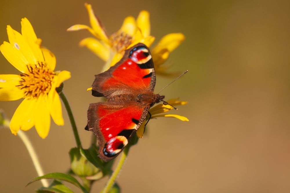 Photograph by ЕЛЕНА Рохо-Фернандес