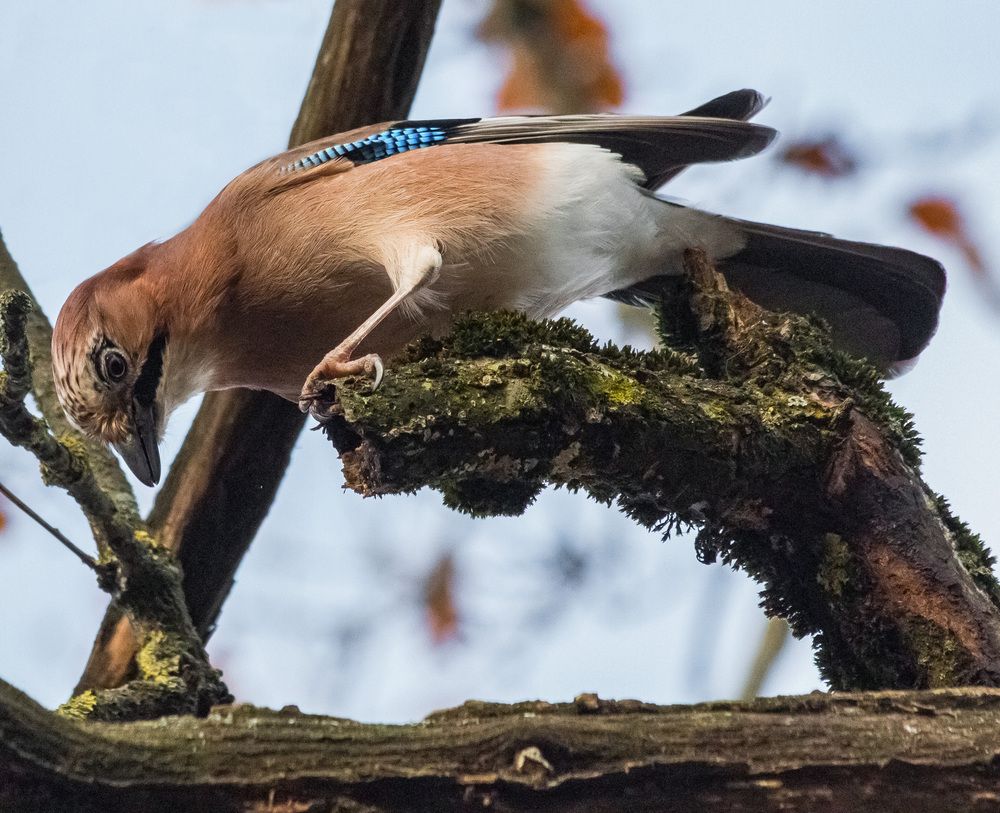 Любопытная сойка
