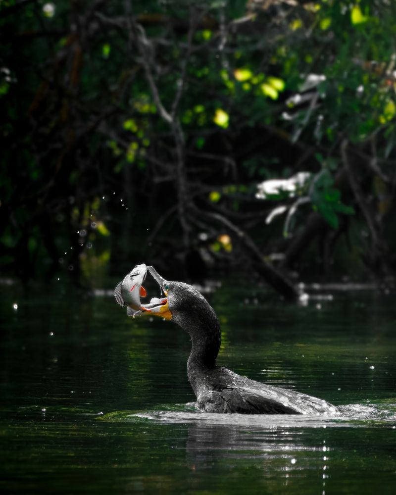 Photograph by Matsvei