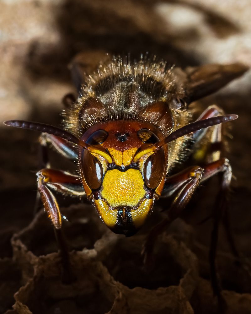 Шершень строит гнездо