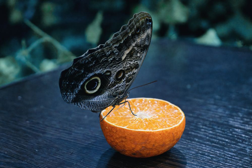 Photograph by Анна Опанасенко