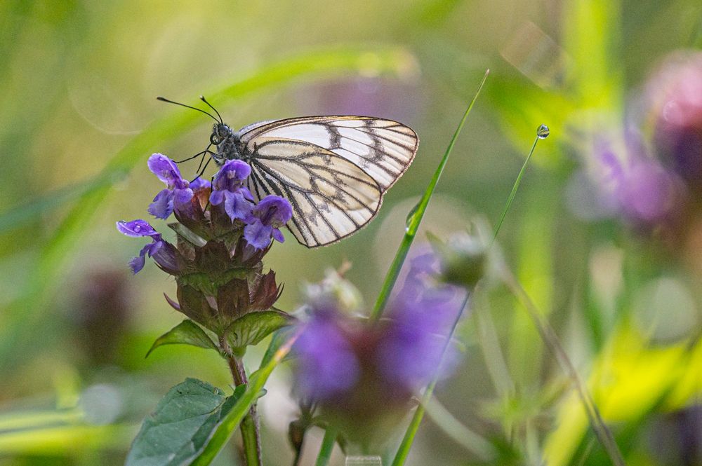Photograph by Борис Недосеков