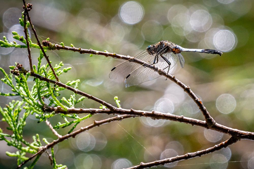 Photograph by Борис Недосеков