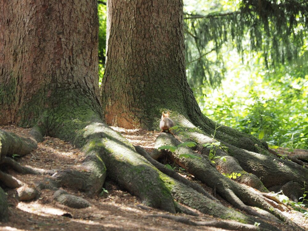 Photograph by Сергей Борисов