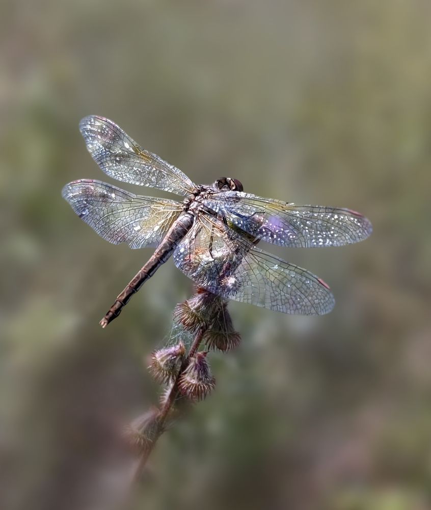 Photograph by Анастасия Семилетова