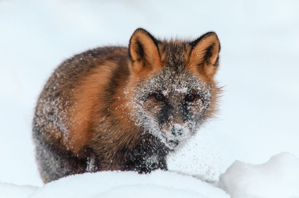 Photograph by Вероника Романенко