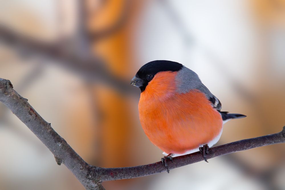 Photograph by Valentin Kolinko