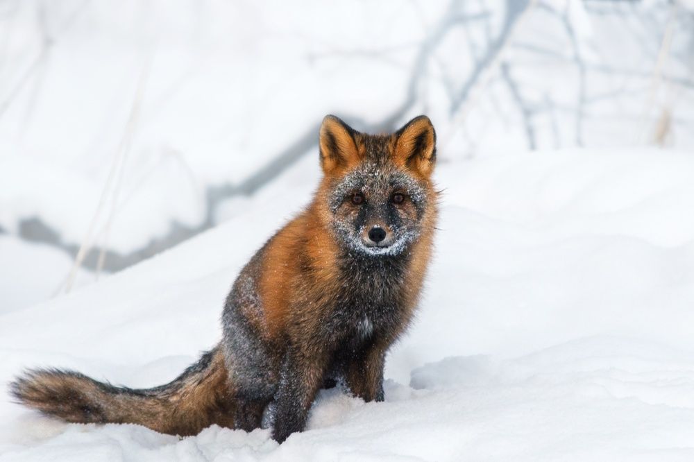 Photograph by Вероника Романенко