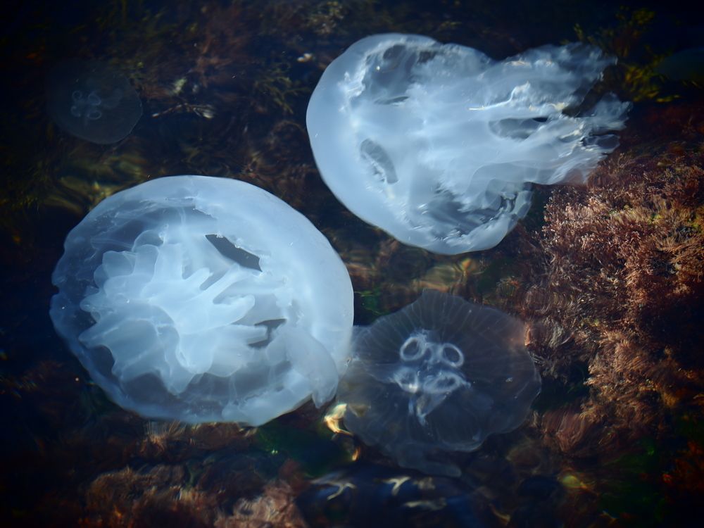 Photograph by Сергей Борисов