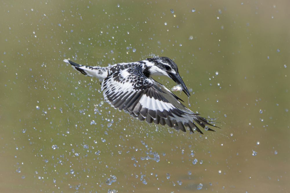 Photograph by Sameer Bhalekar