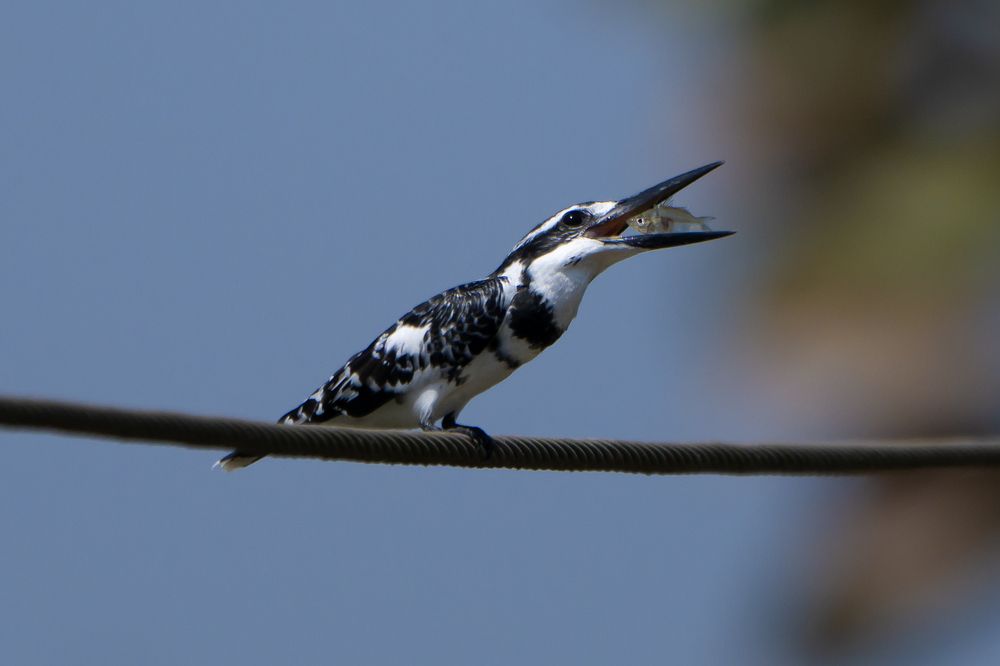 Photograph by Sameer Bhalekar