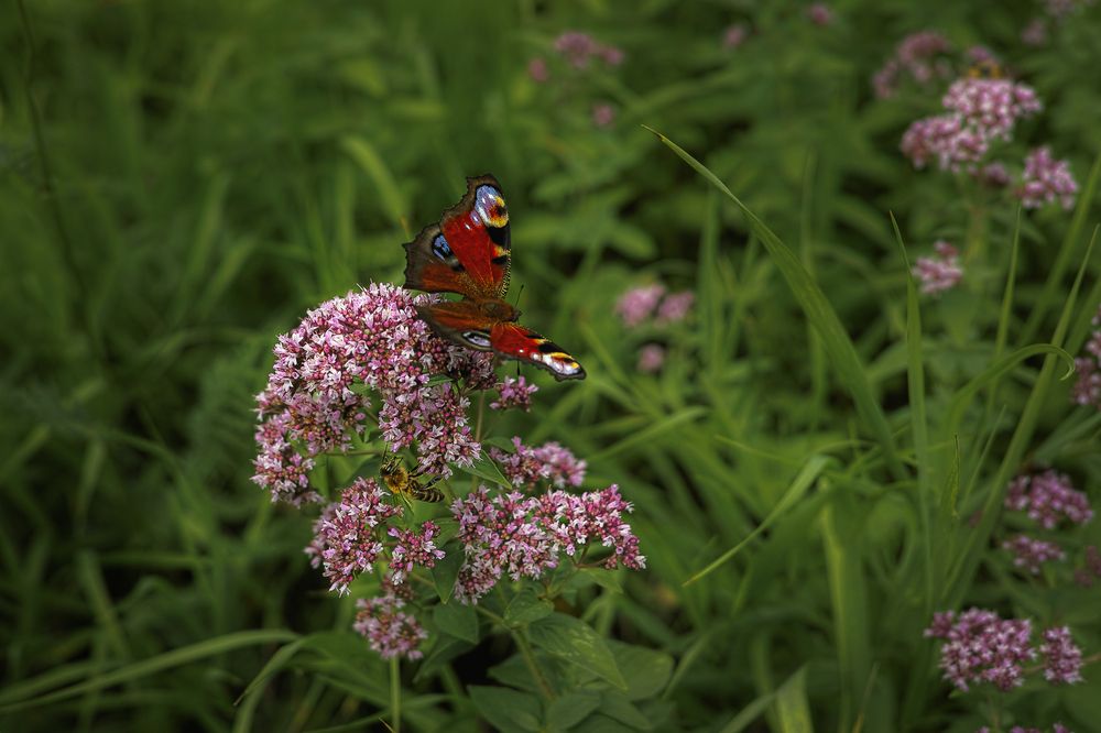 Любители душицы