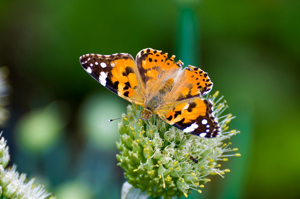 Photograph by Сергей