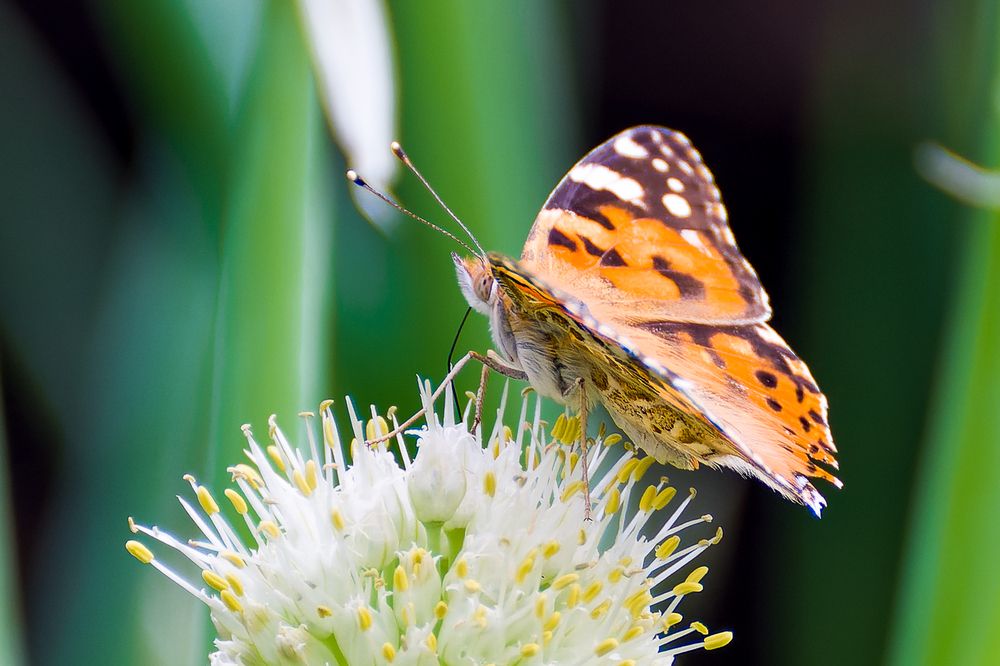 Photograph by Сергей