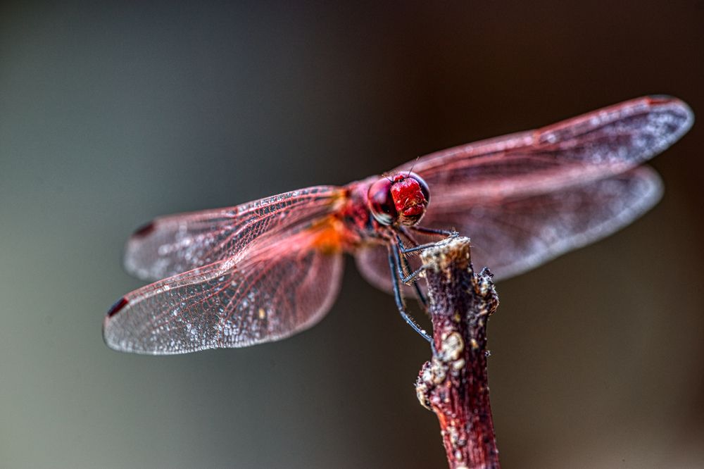 Фотография автора David Solodar