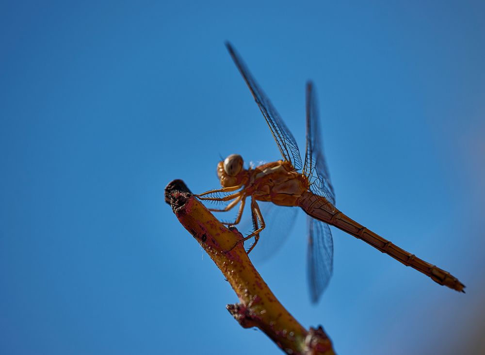 Фотография автора David Solodar