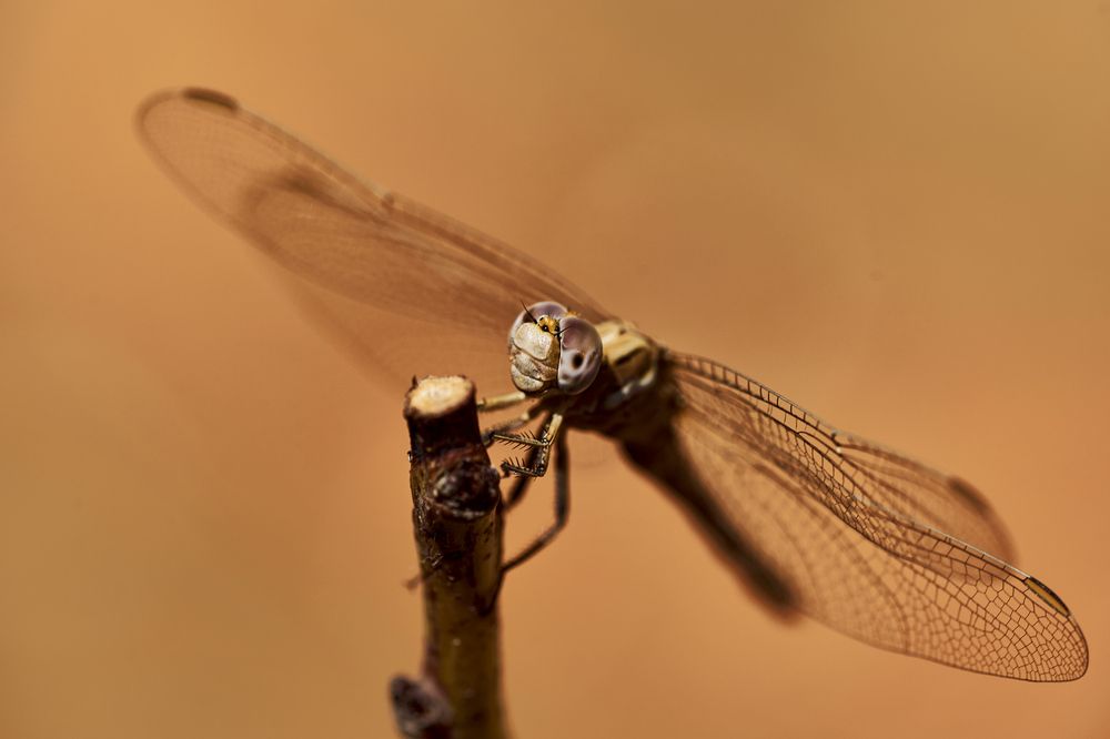 Фотография автора David Solodar